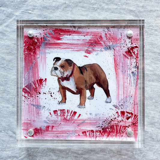 Mississippi State Bulldog Mascot Art Print with maroon details framed in acrylic art frame